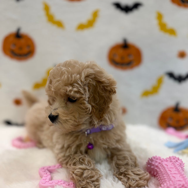 MYRA (Bichon Poodle)