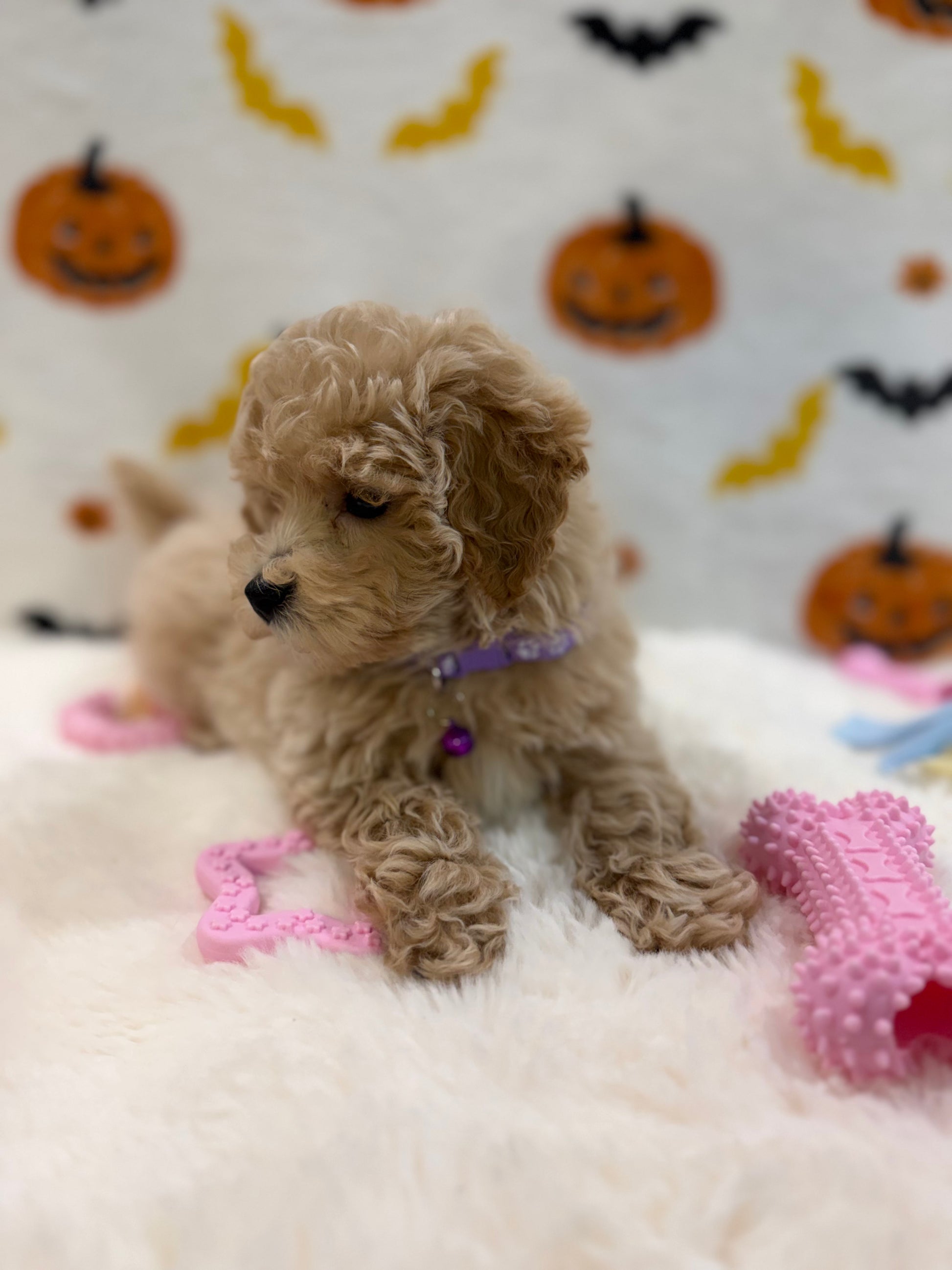 MYRA (Bichon Poodle)