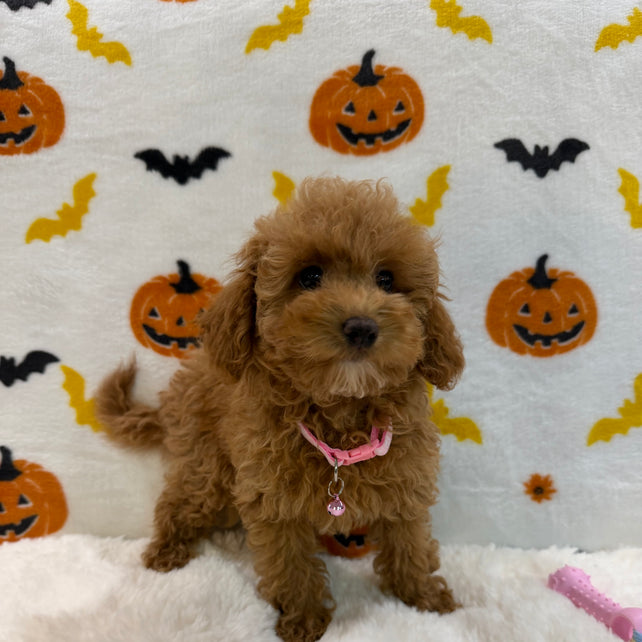 LINA (ACA Toy/Mini Poodle)