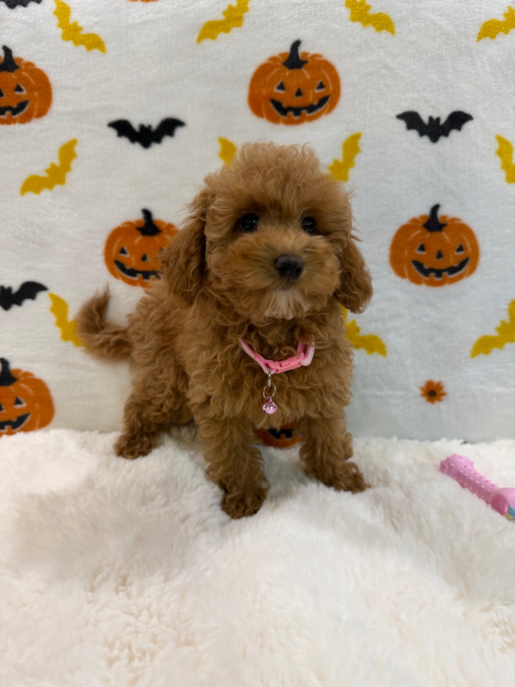 LINA (ACA Toy/Mini Poodle)