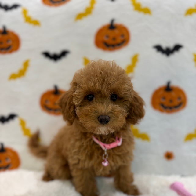 LINA (ACA Toy/Mini Poodle)