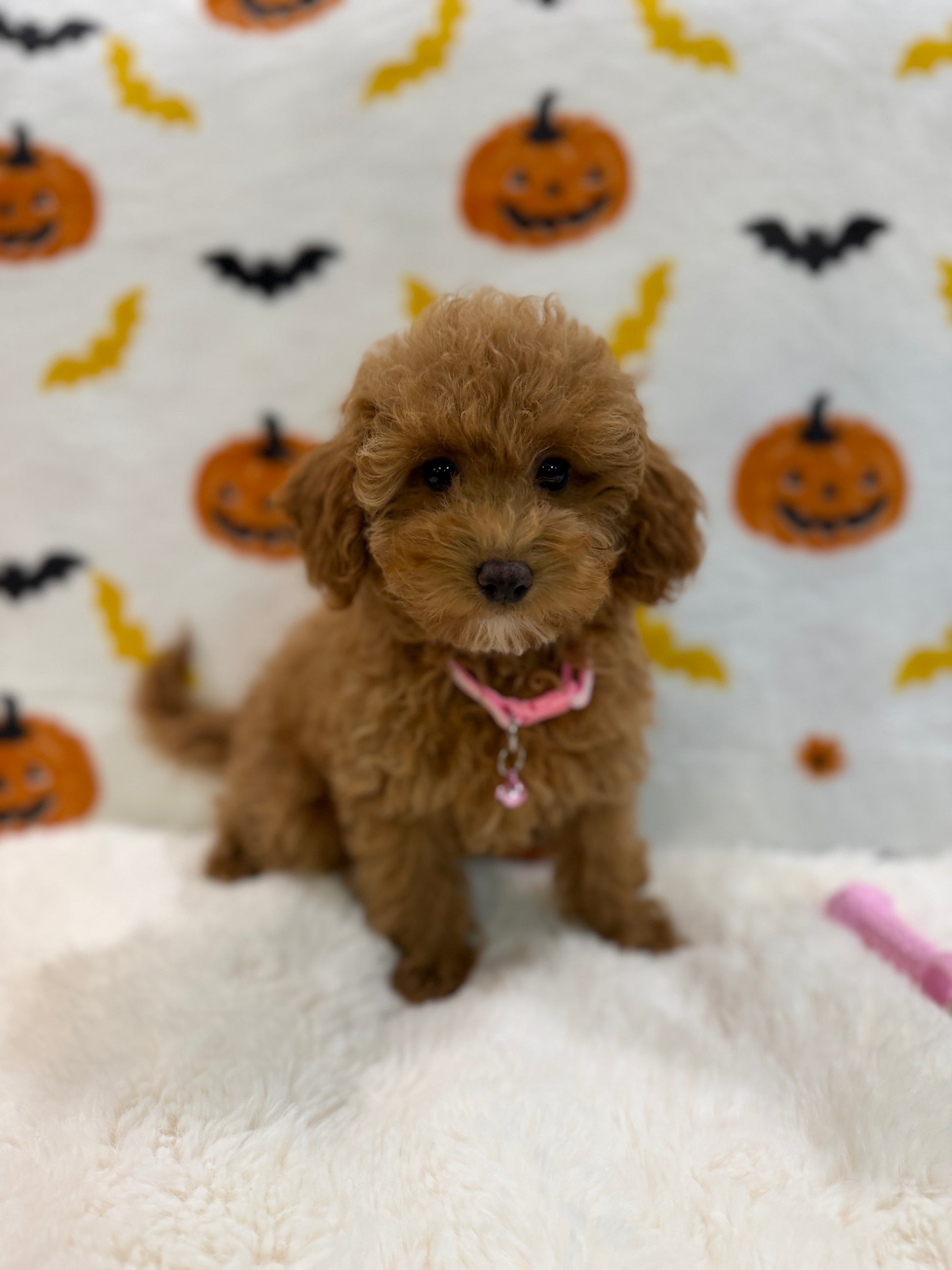 LINA (ACA Toy/Mini Poodle)