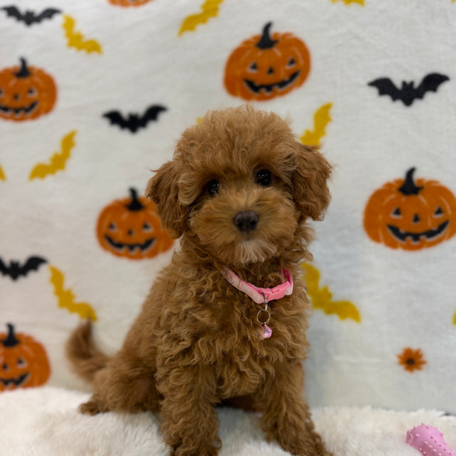 LINA (ACA Toy/Mini Poodle)