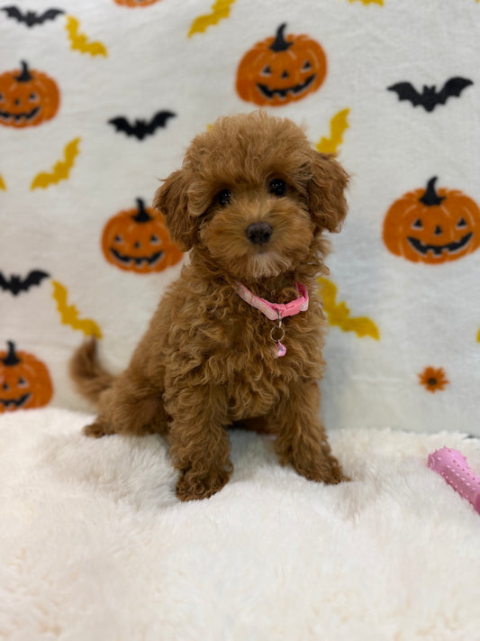 LINA (ACA Toy/Mini Poodle)
