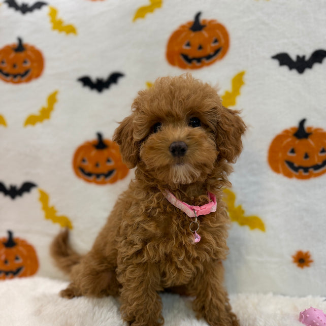 LINA (ACA Toy/Mini Poodle)