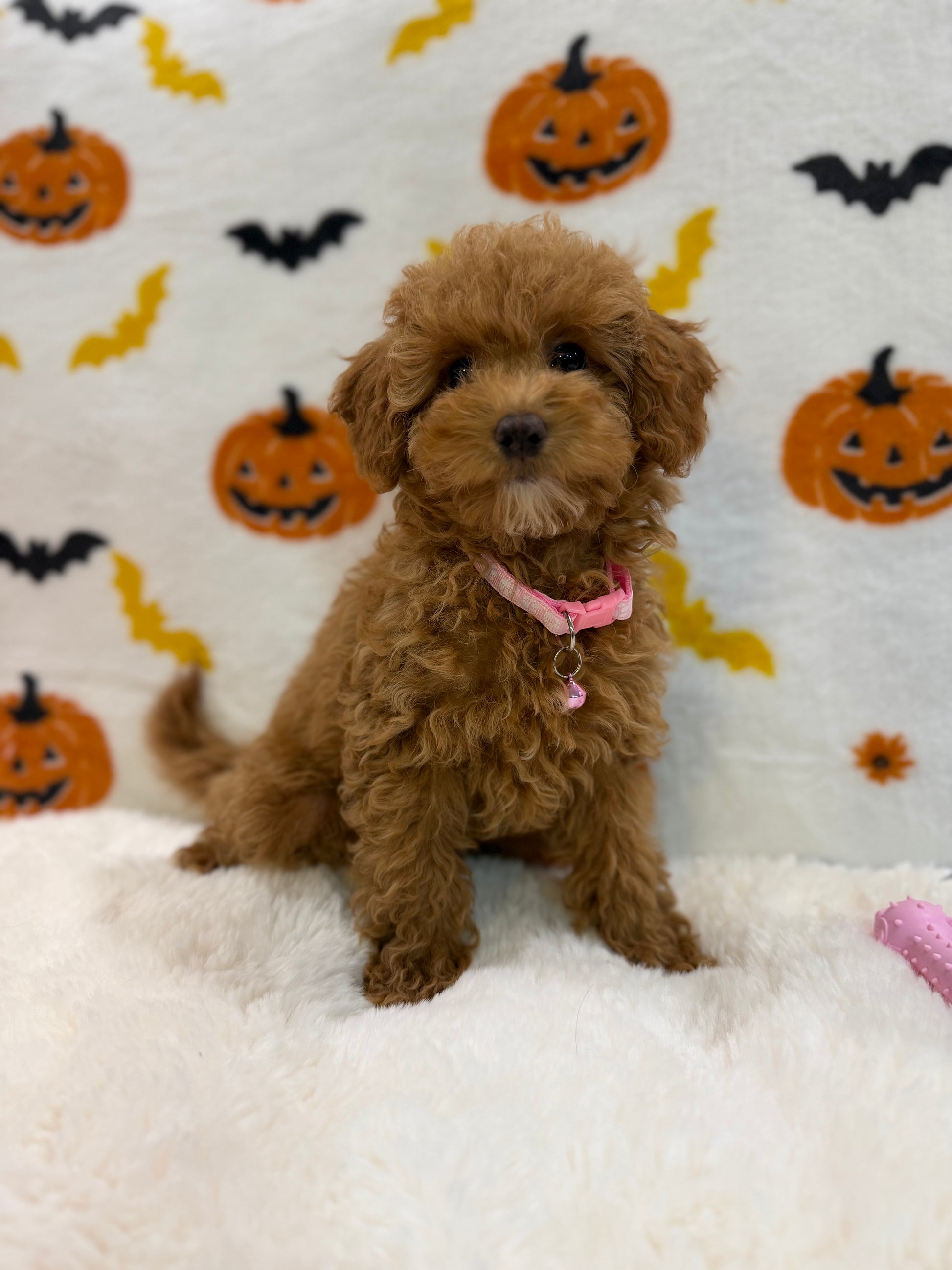 LINA (ACA Toy/Mini Poodle)