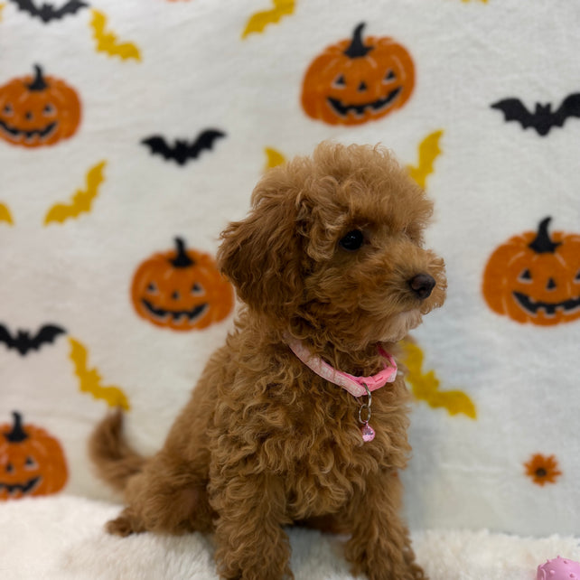 LINA (ACA Toy/Mini Poodle)