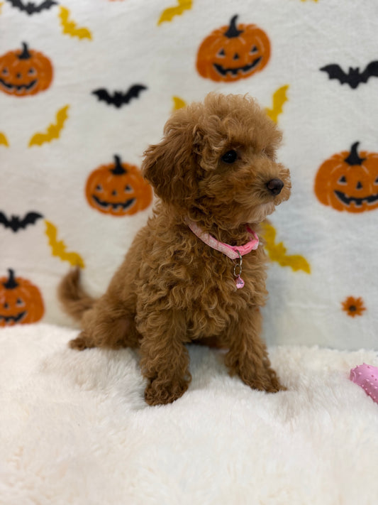 LINA (ACA Toy/Mini Poodle)