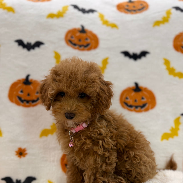 LINA (ACA Toy/Mini Poodle)