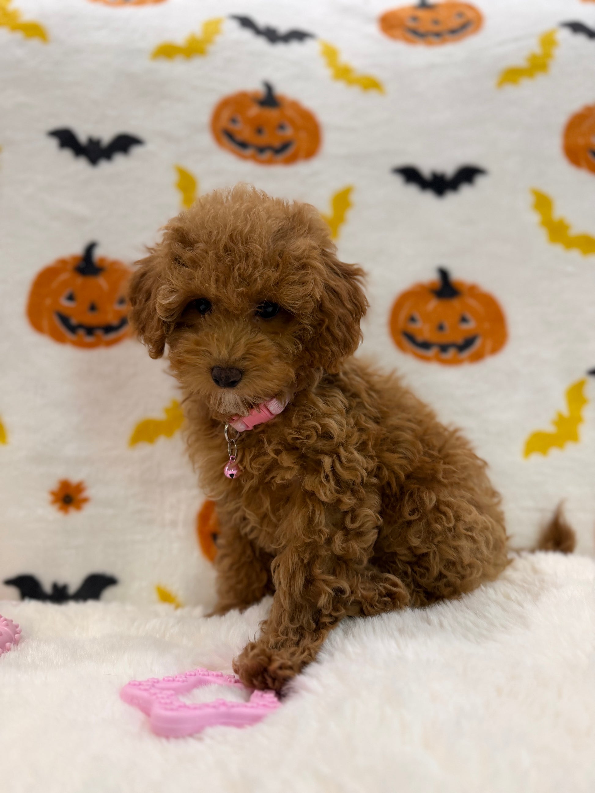 LINA (ACA Toy/Mini Poodle)