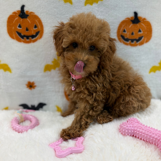 LINA (ACA Toy/Mini Poodle)