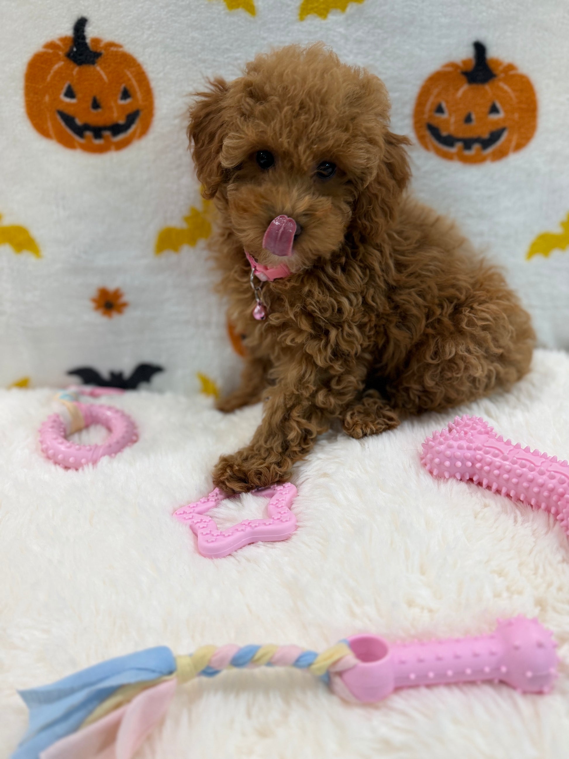 LINA (ACA Toy/Mini Poodle)