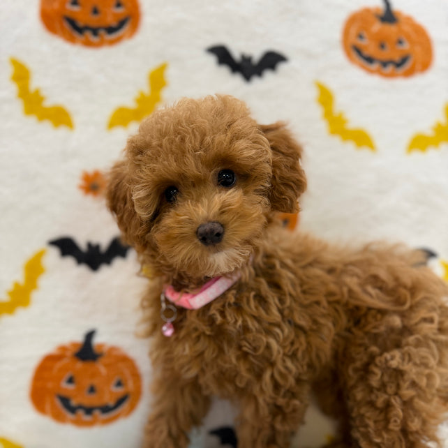 LINA (ACA Toy/Mini Poodle)