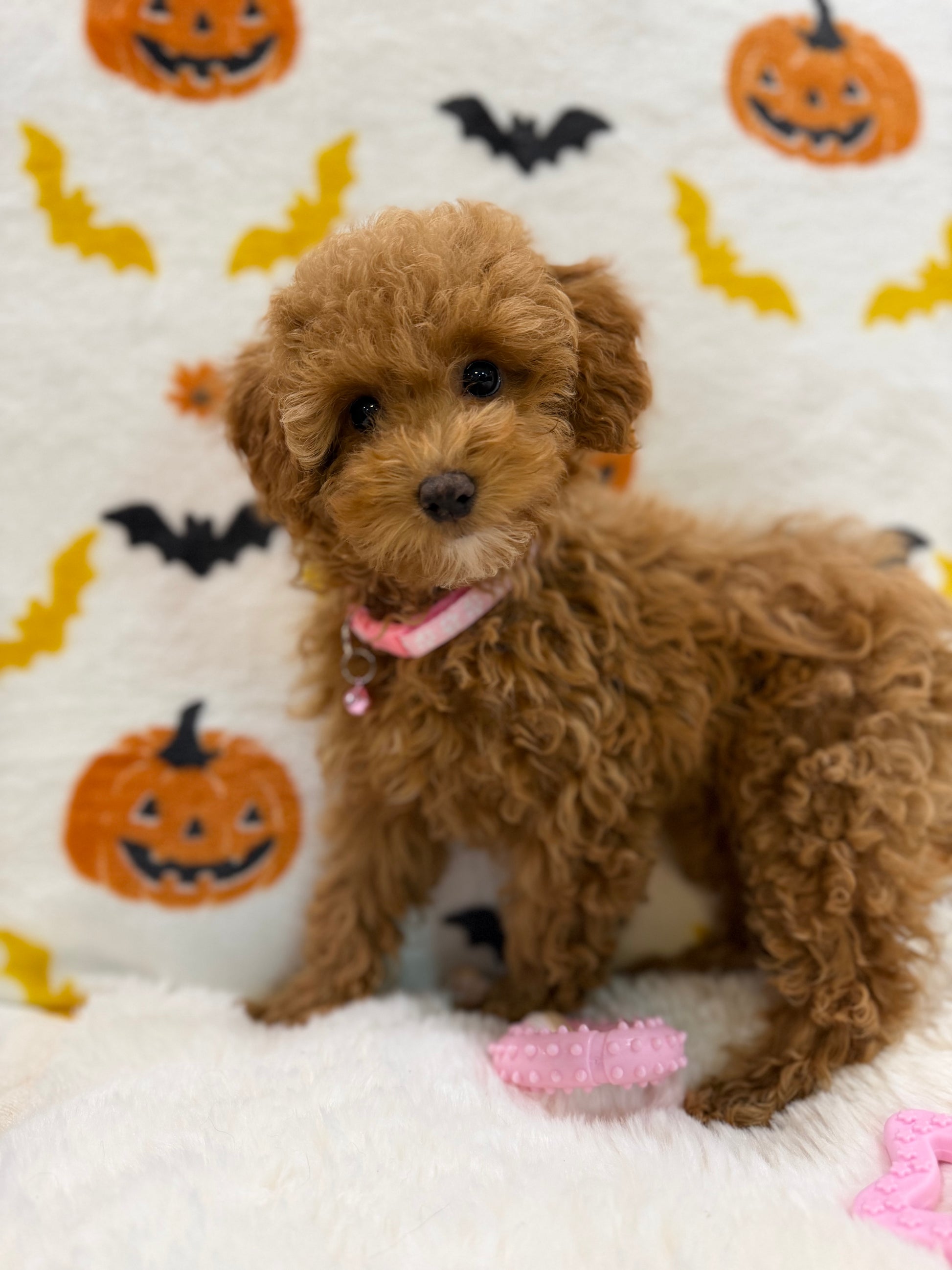 LINA (ACA Toy/Mini Poodle)
