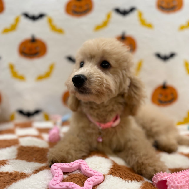 TINA (Bichon Poodle)