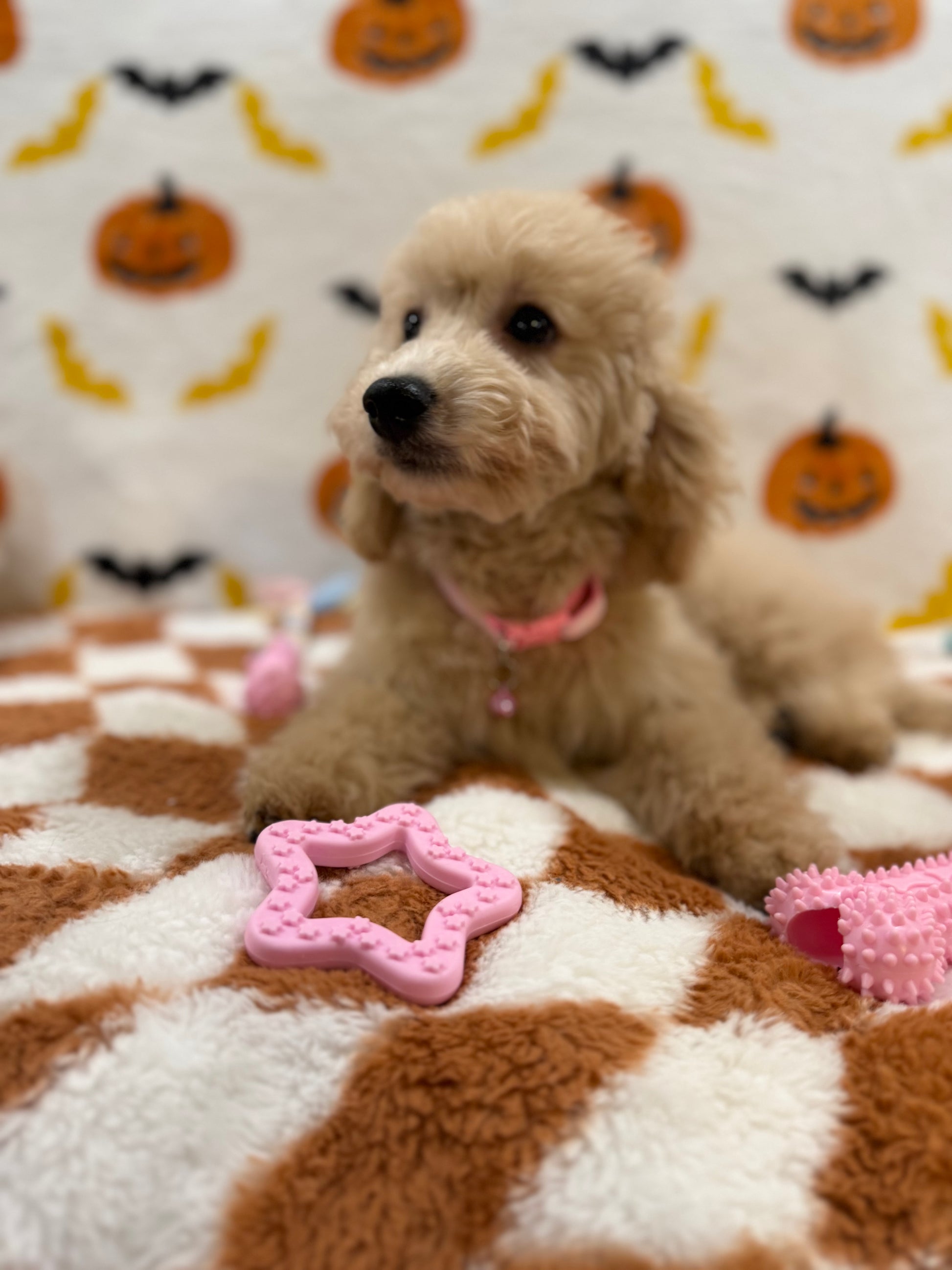 TINA (Bichon Poodle)