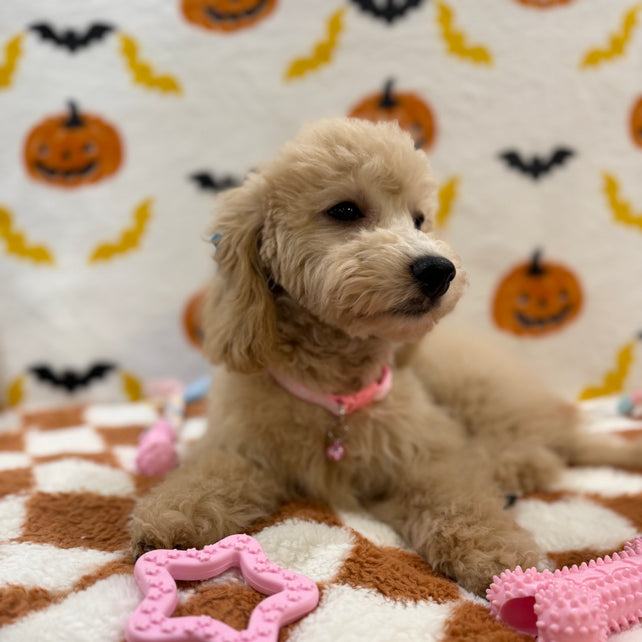 TINA (Bichon Poodle)