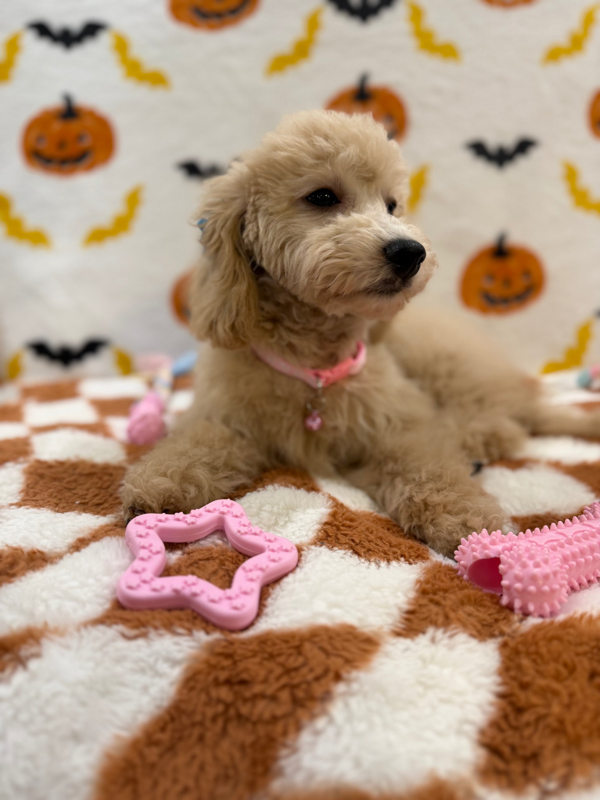 TINA (Bichon Poodle)