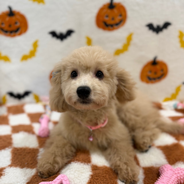 TINA (Bichon Poodle)