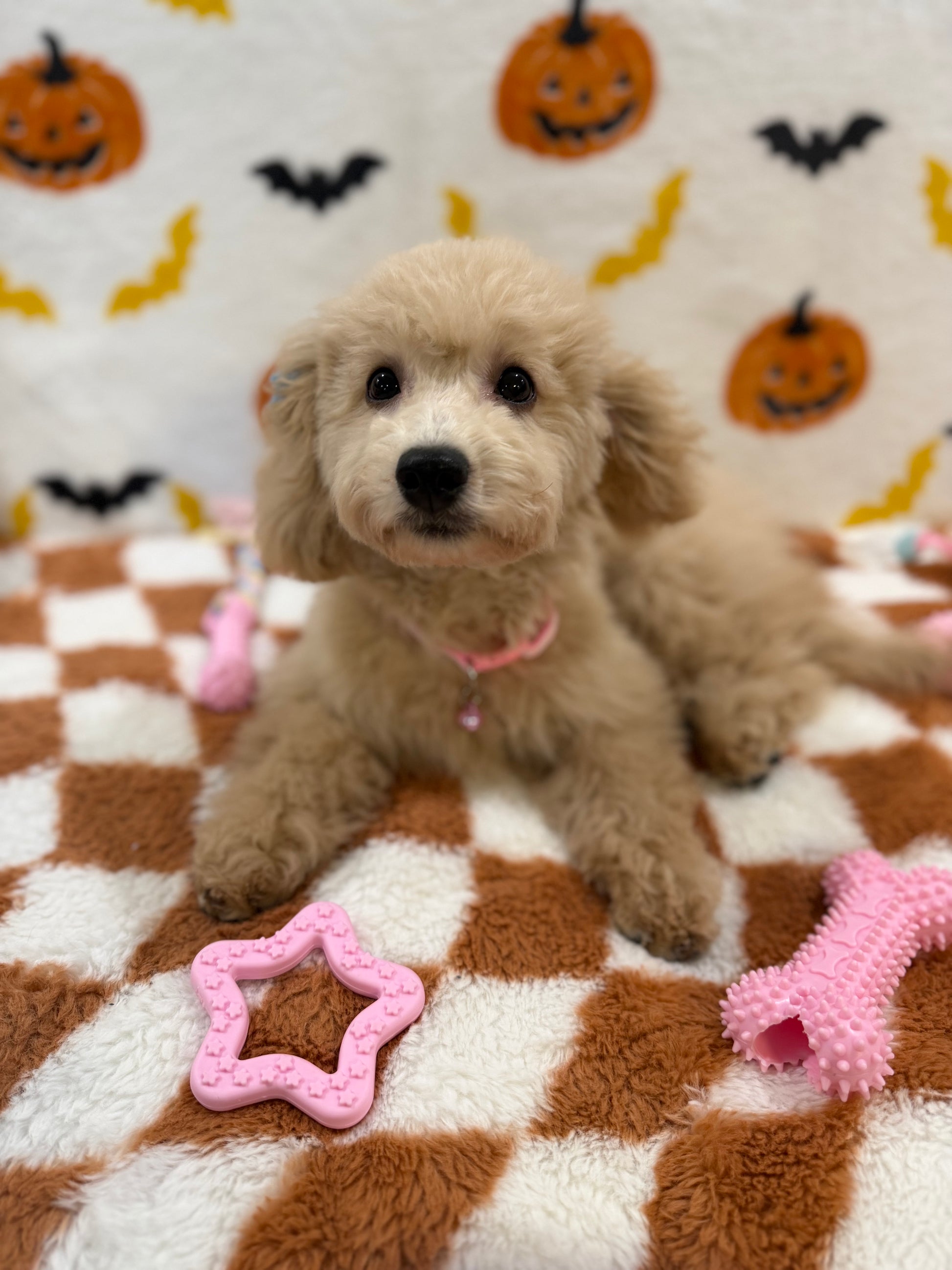 TINA (Bichon Poodle)