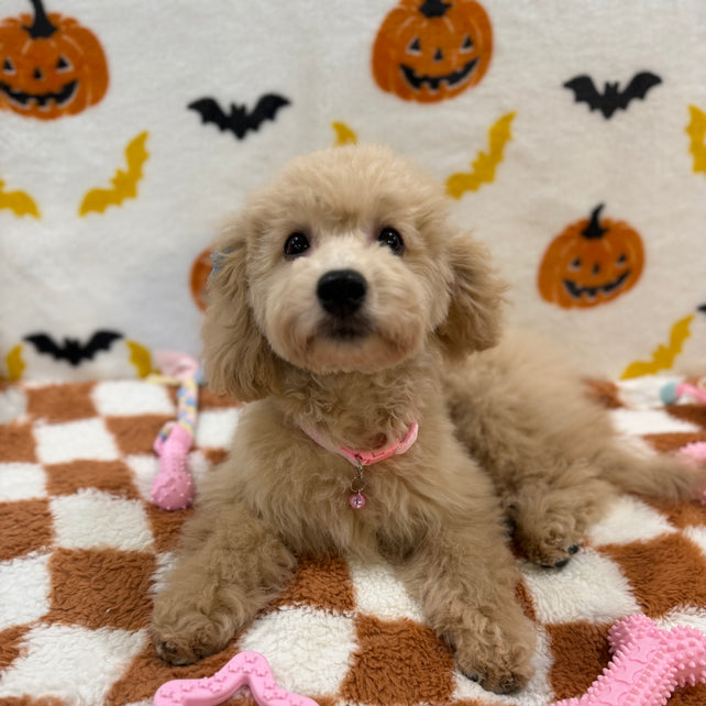 TINA (Bichon Poodle)