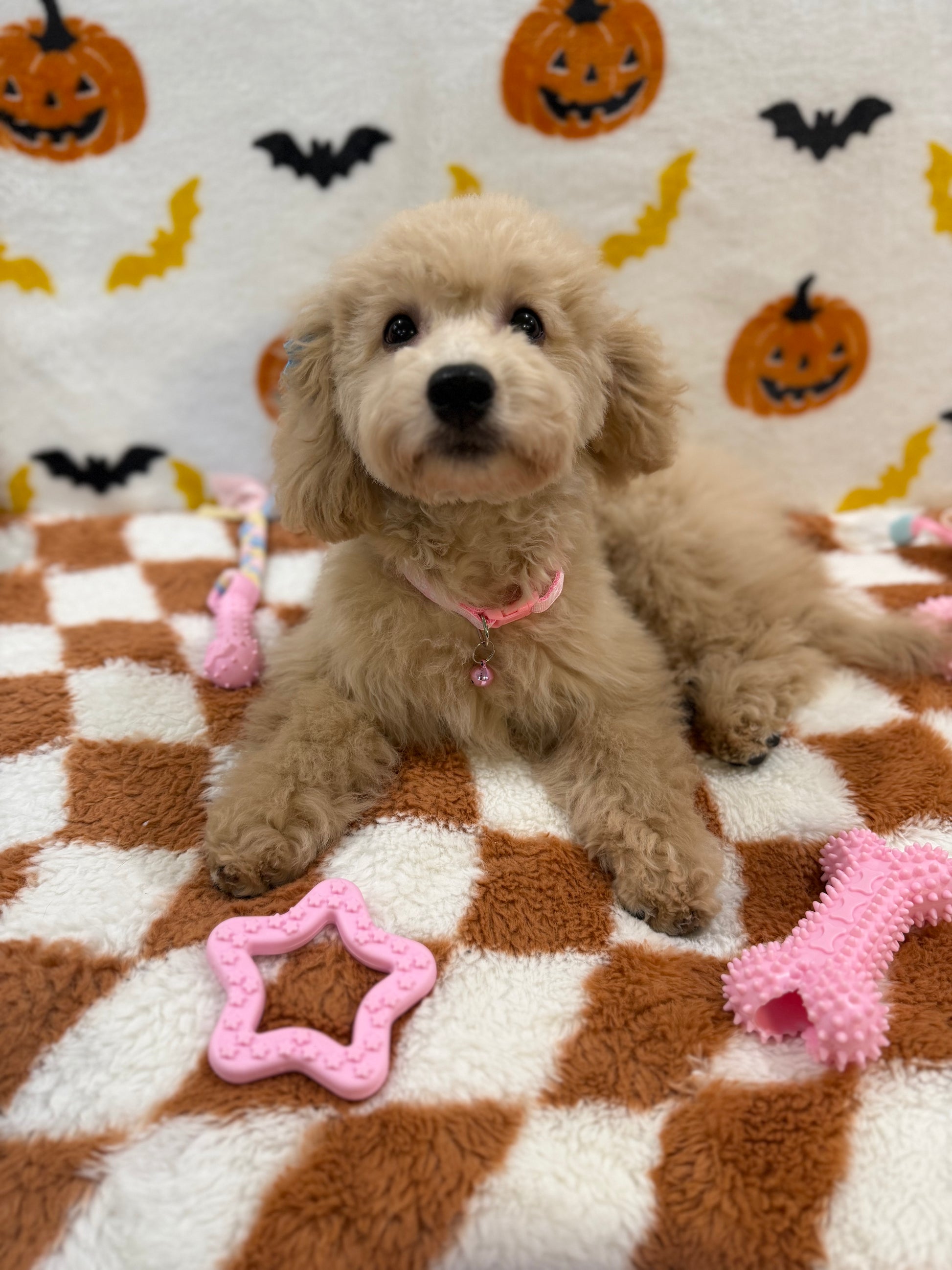 TINA (Bichon Poodle)