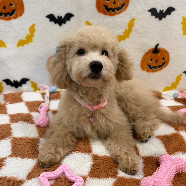 TINA (Bichon Poodle)