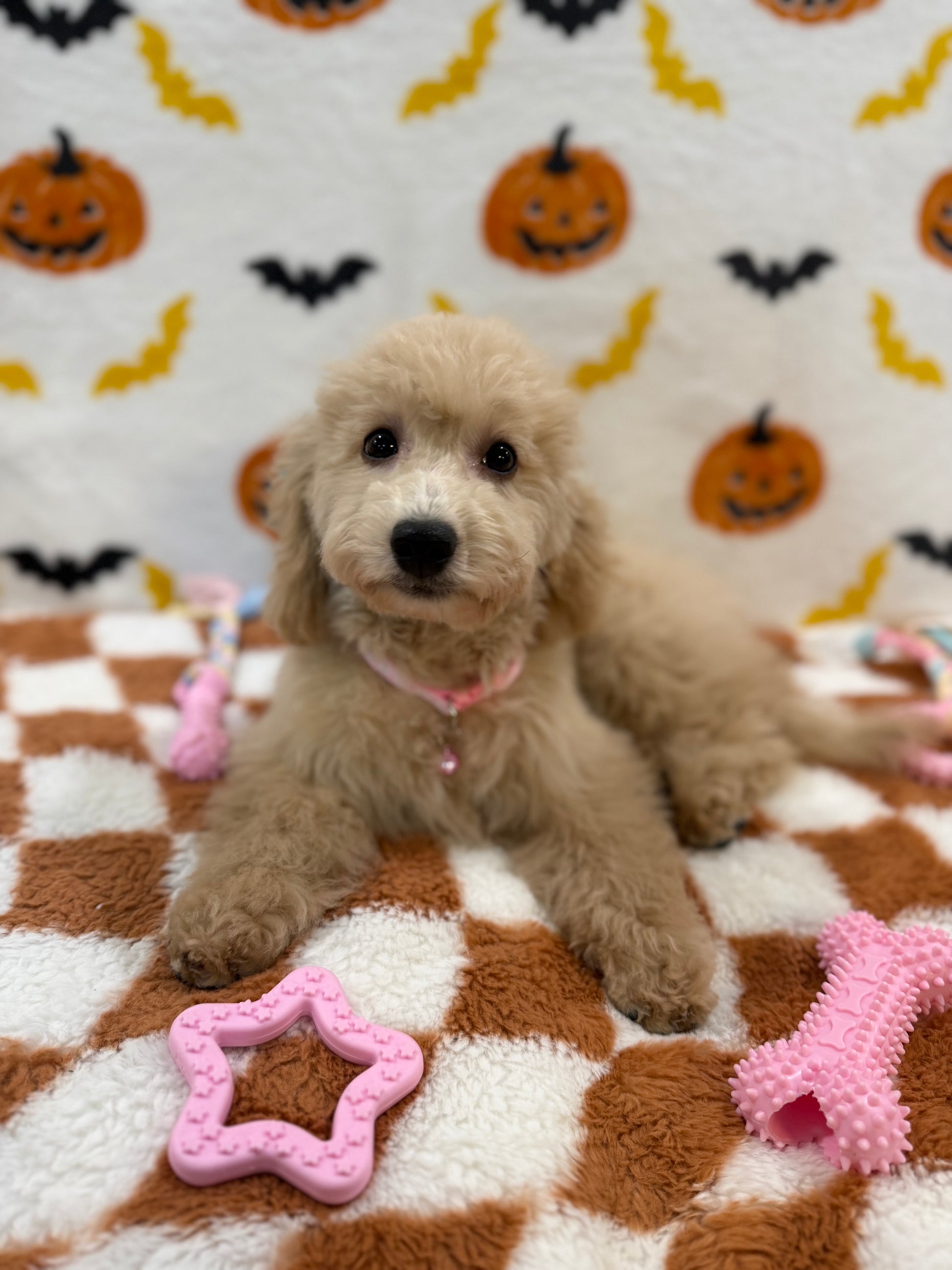 TINA (Bichon Poodle)