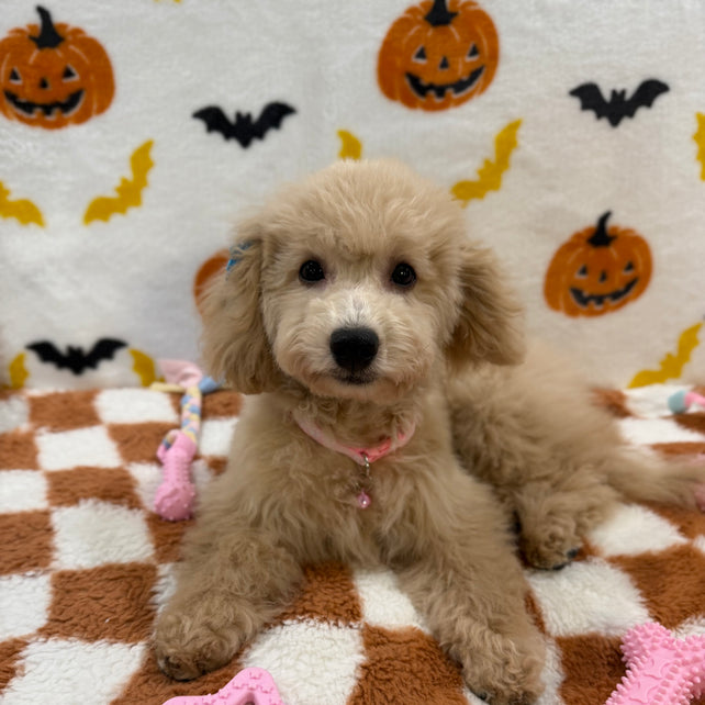 TINA (Bichon Poodle)