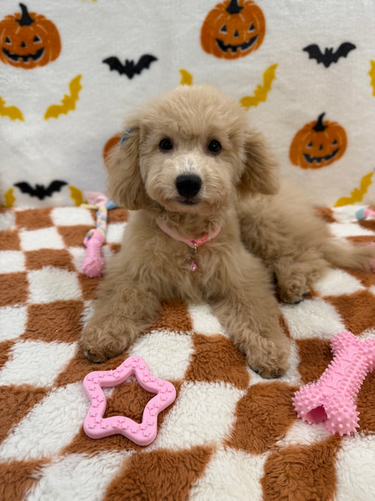 TINA (Bichon Poodle)