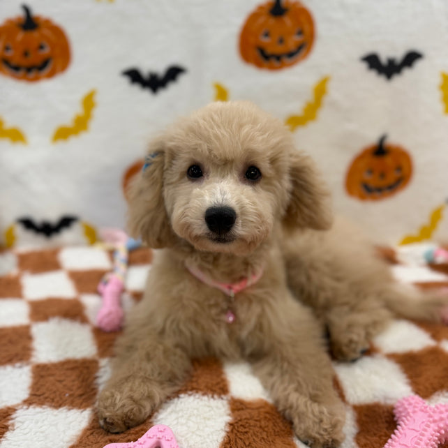 TINA (Bichon Poodle)
