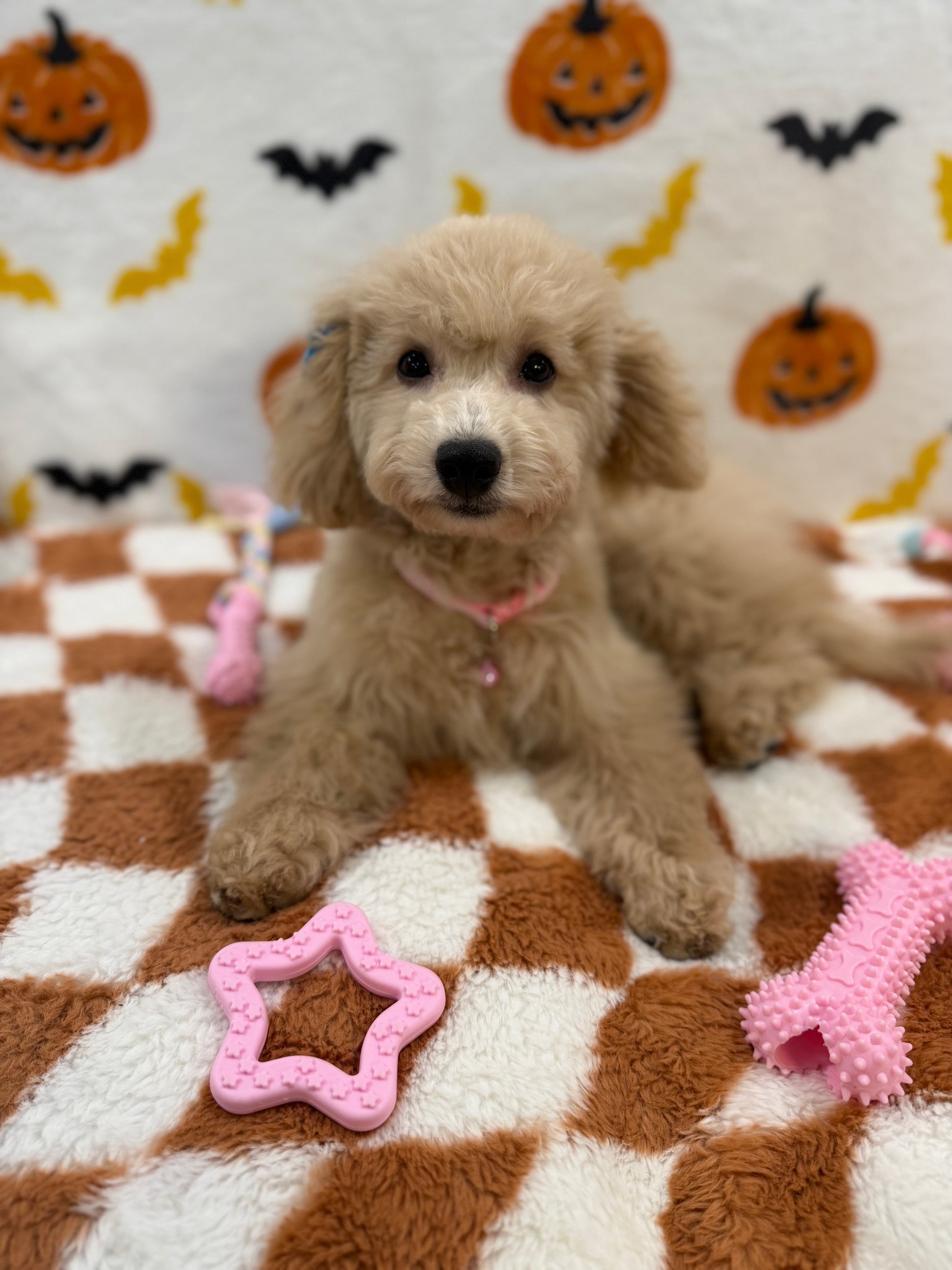 TINA (Bichon Poodle)