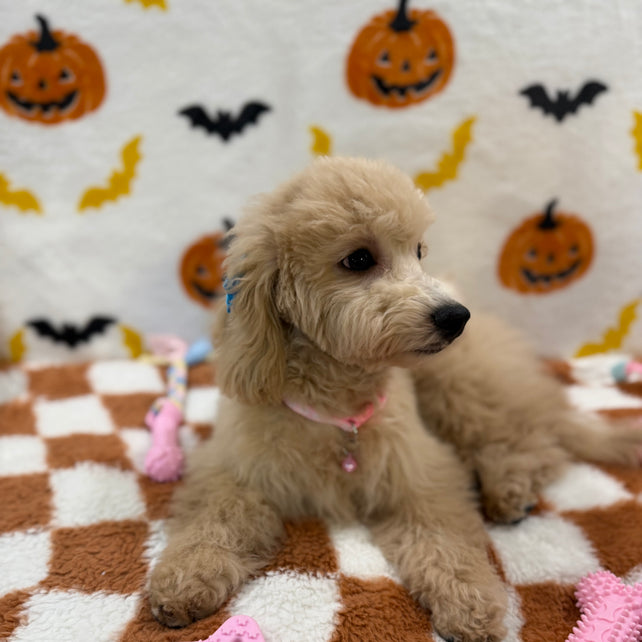 TINA (Bichon Poodle)