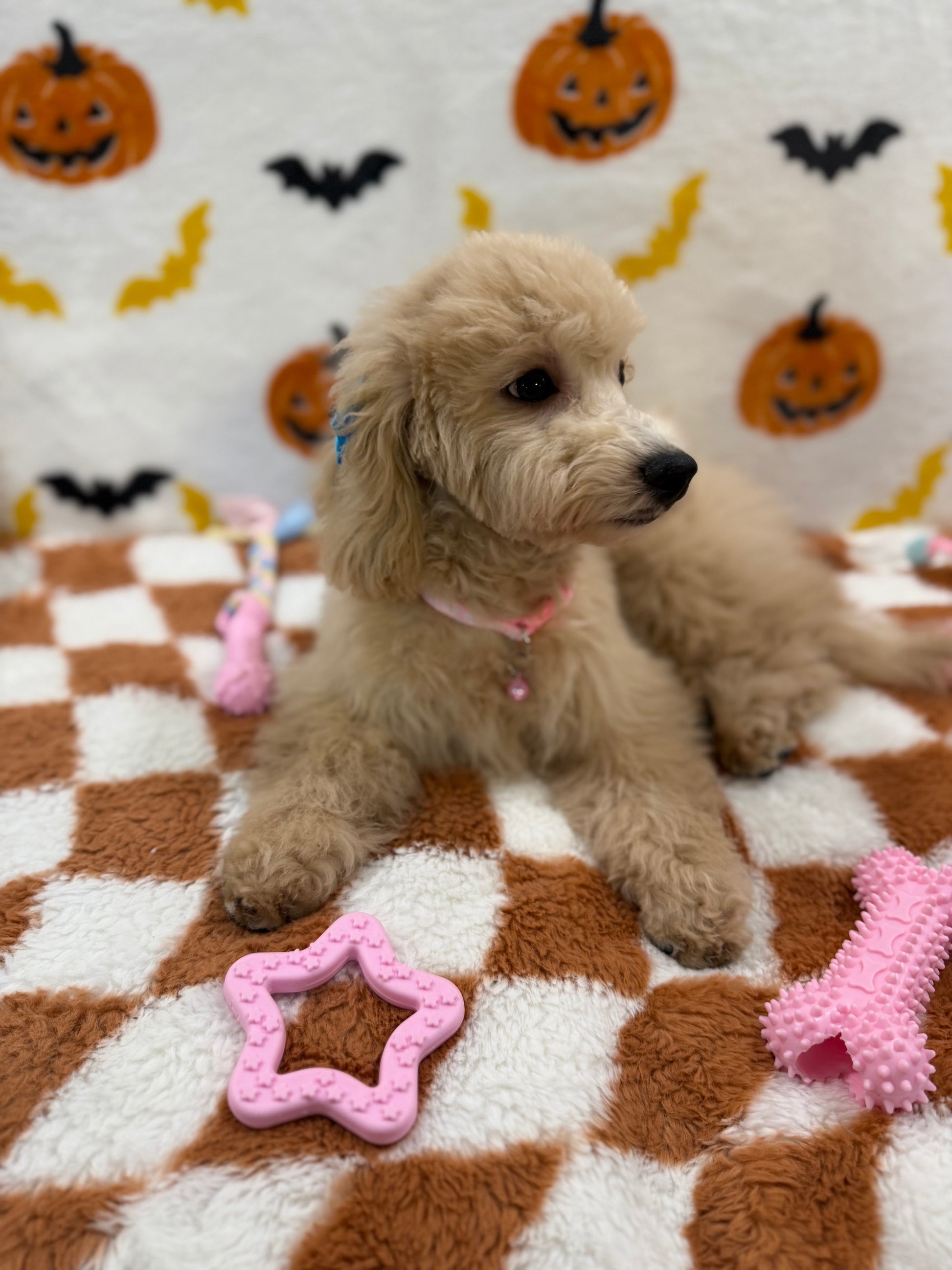 TINA (Bichon Poodle)