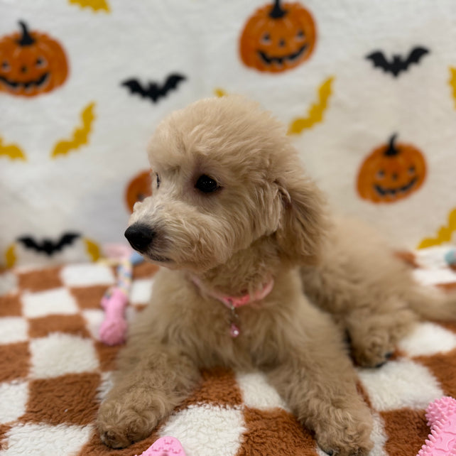 TINA (Bichon Poodle)