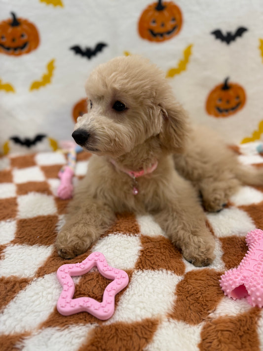 TINA (Bichon Poodle)