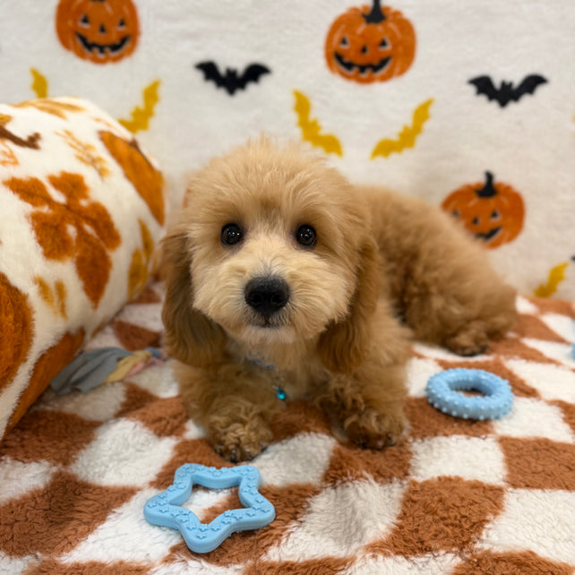 TITO (Bichon Poodle)