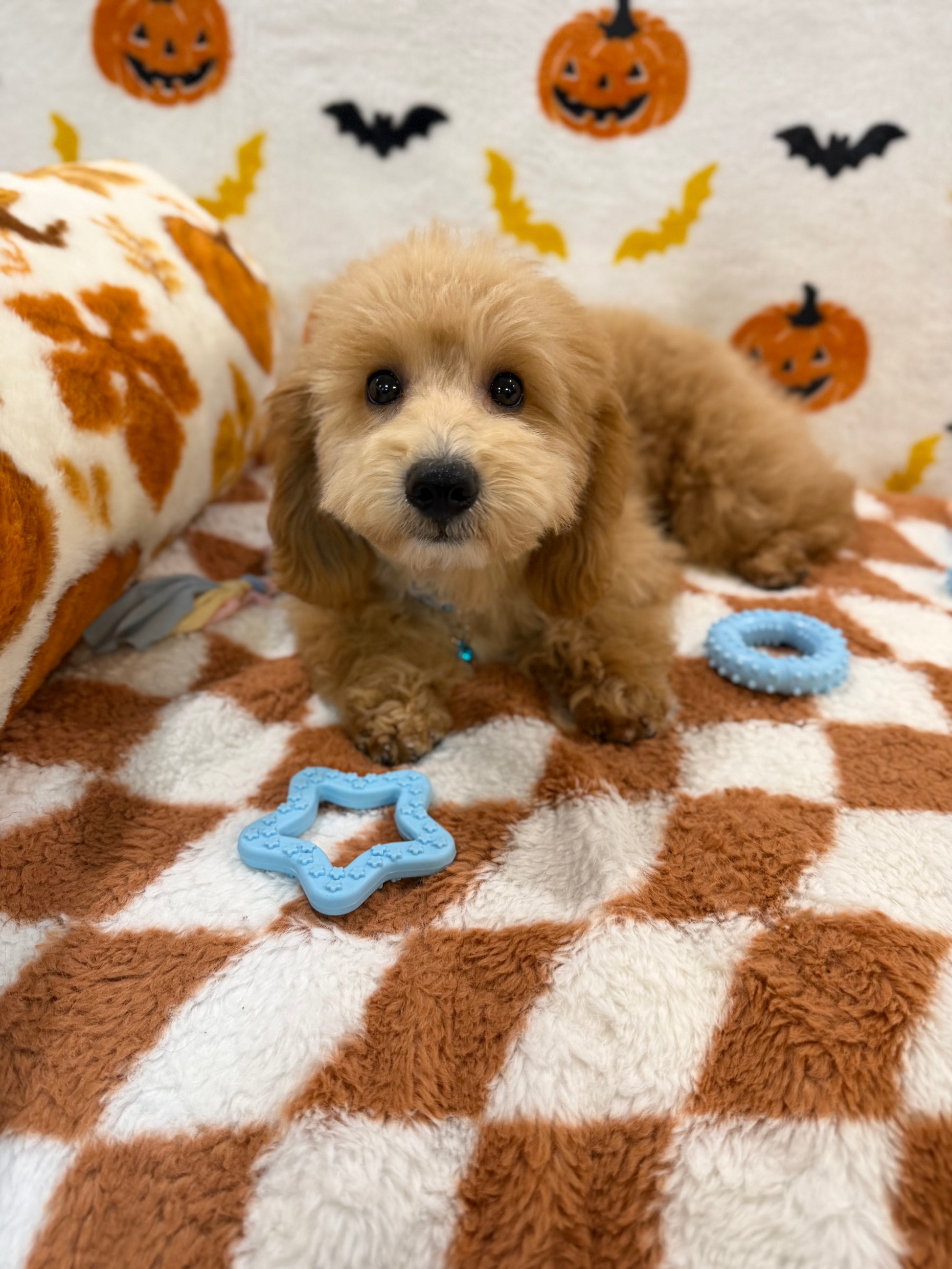 TITO (Bichon Poodle)