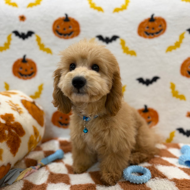 TITO (Bichon Poodle)