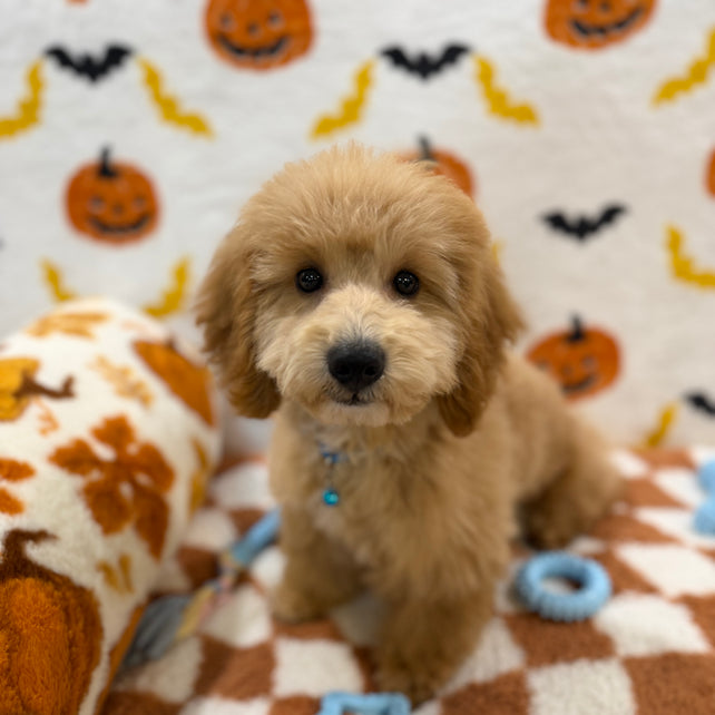 TITO (Bichon Poodle)