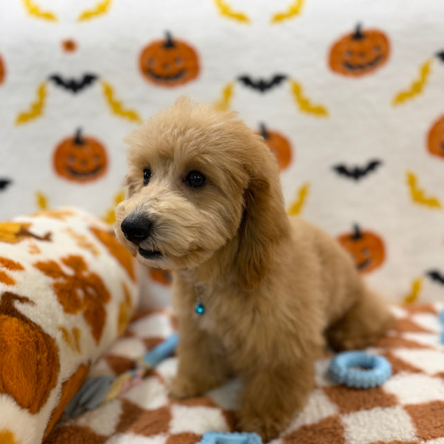 TITO (Bichon Poodle)
