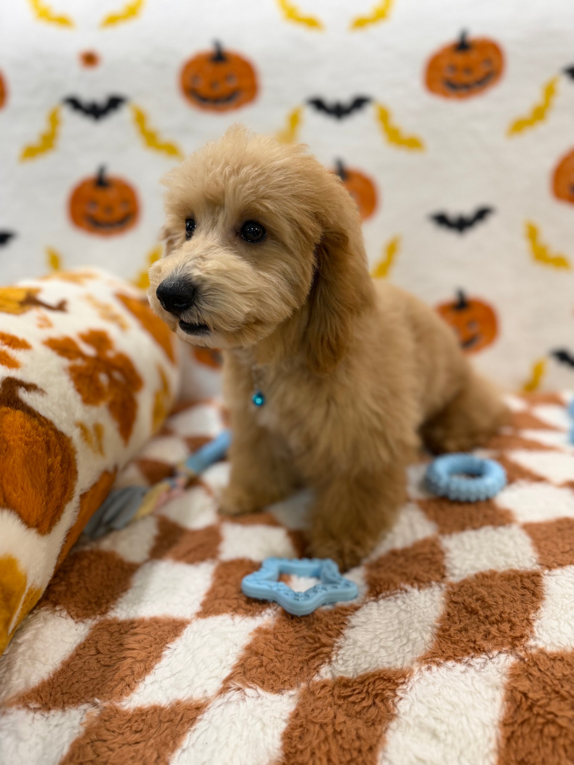 TITO (Bichon Poodle)