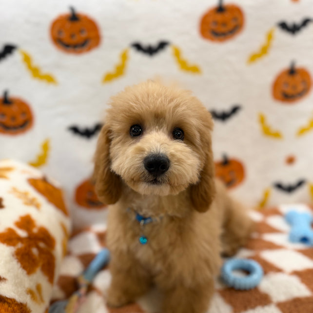 TITO (Bichon Poodle)
