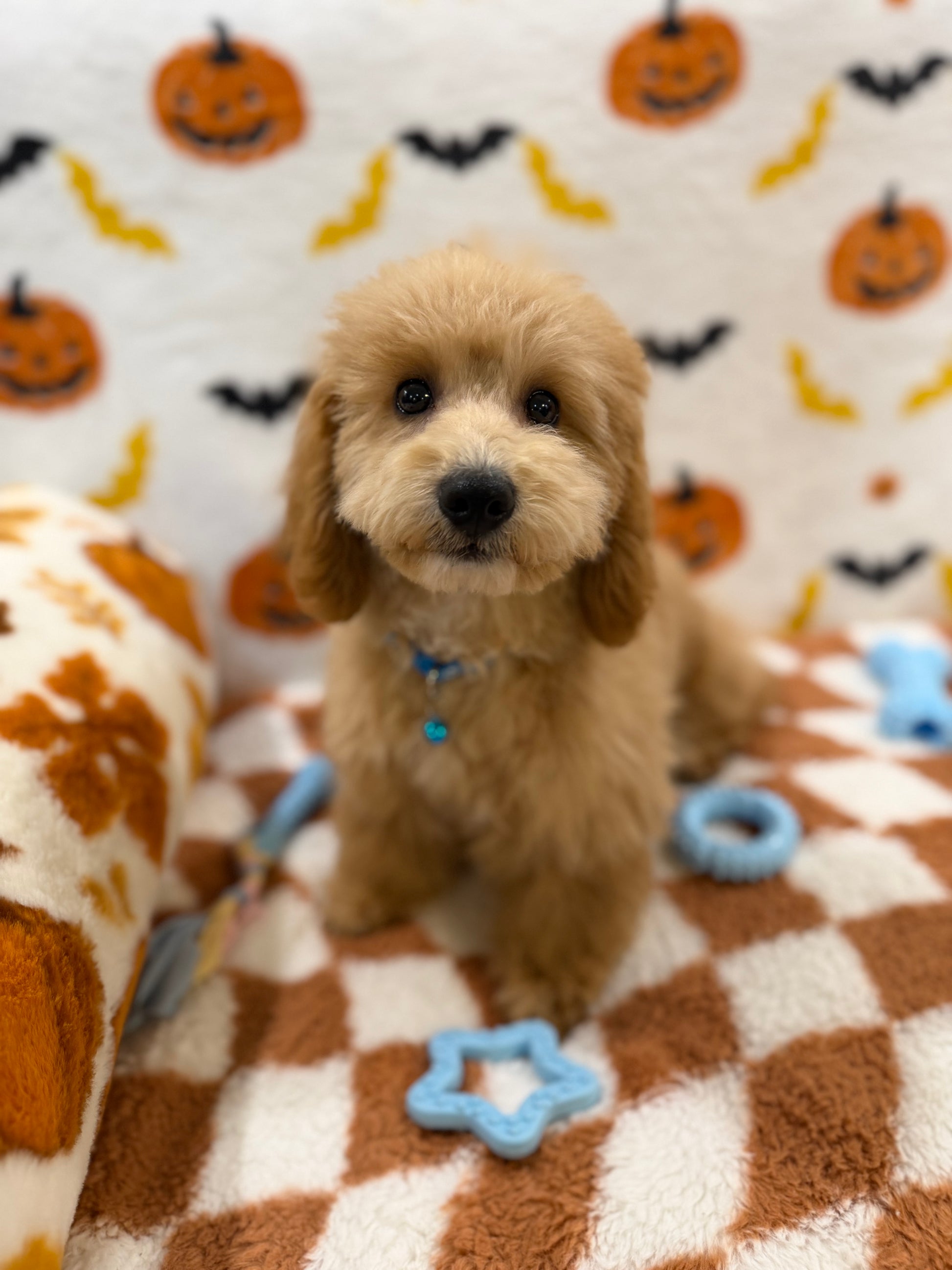 TITO (Bichon Poodle)