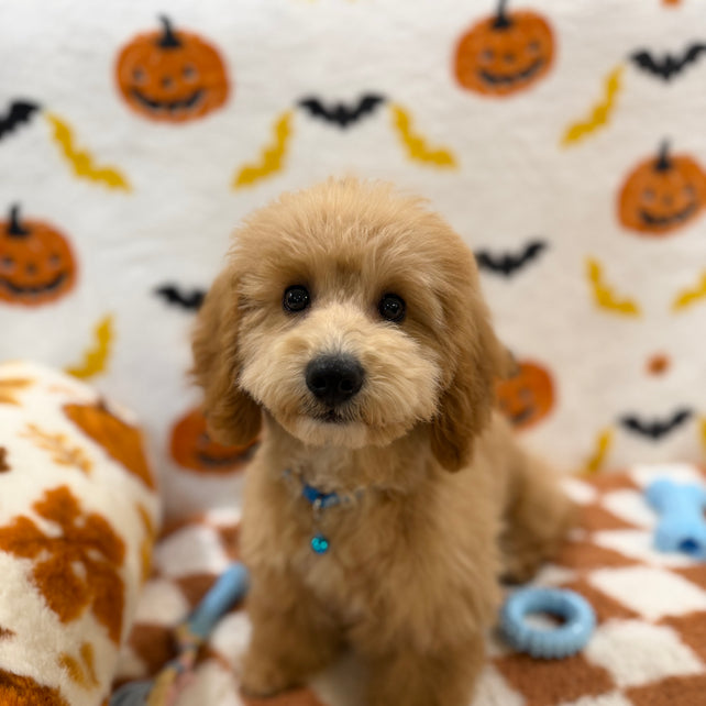TITO (Bichon Poodle)