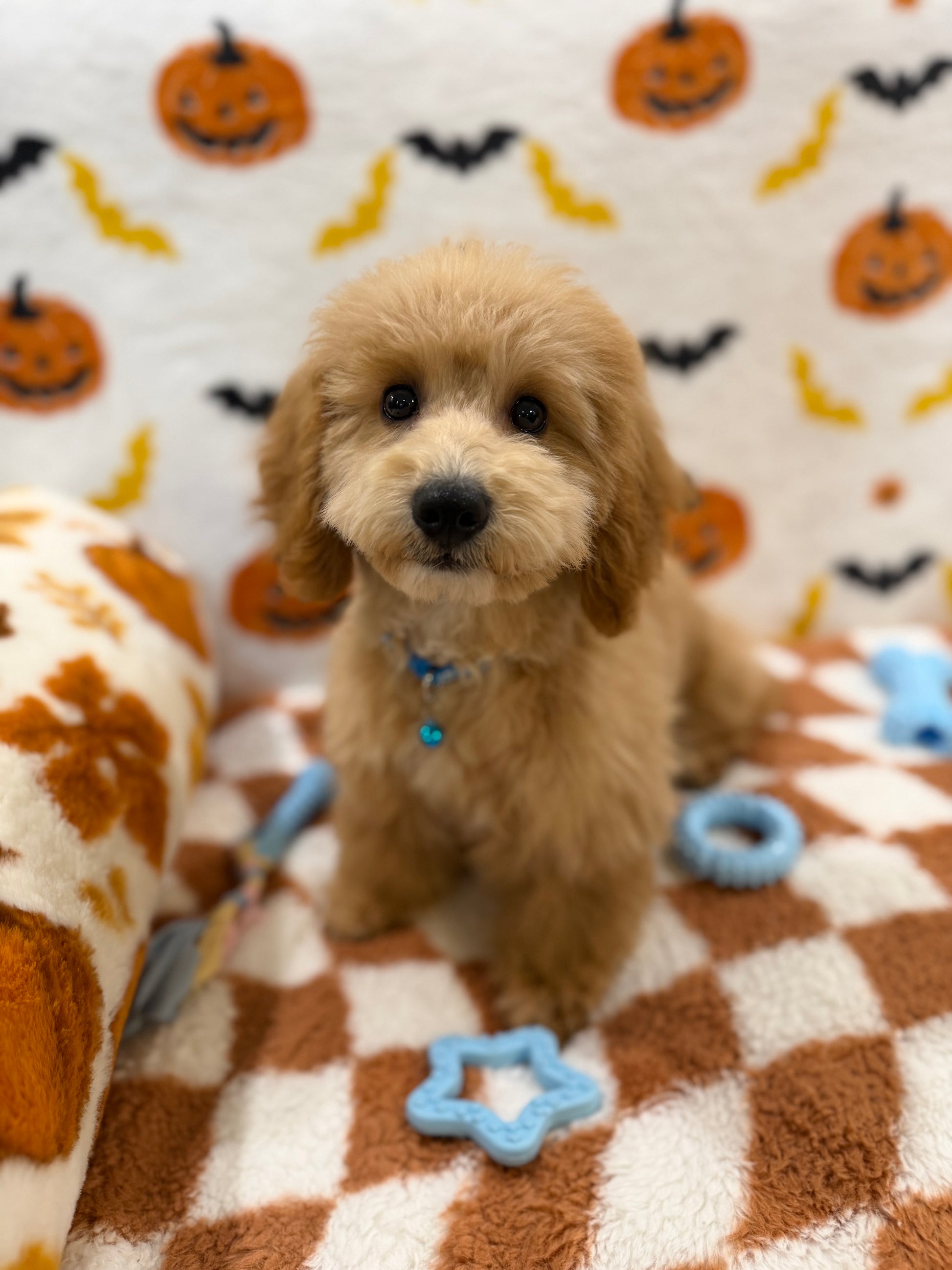 TITO (Bichon Poodle)