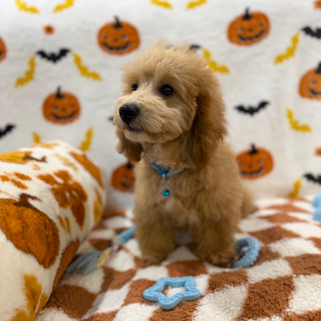 TITO (Bichon Poodle)