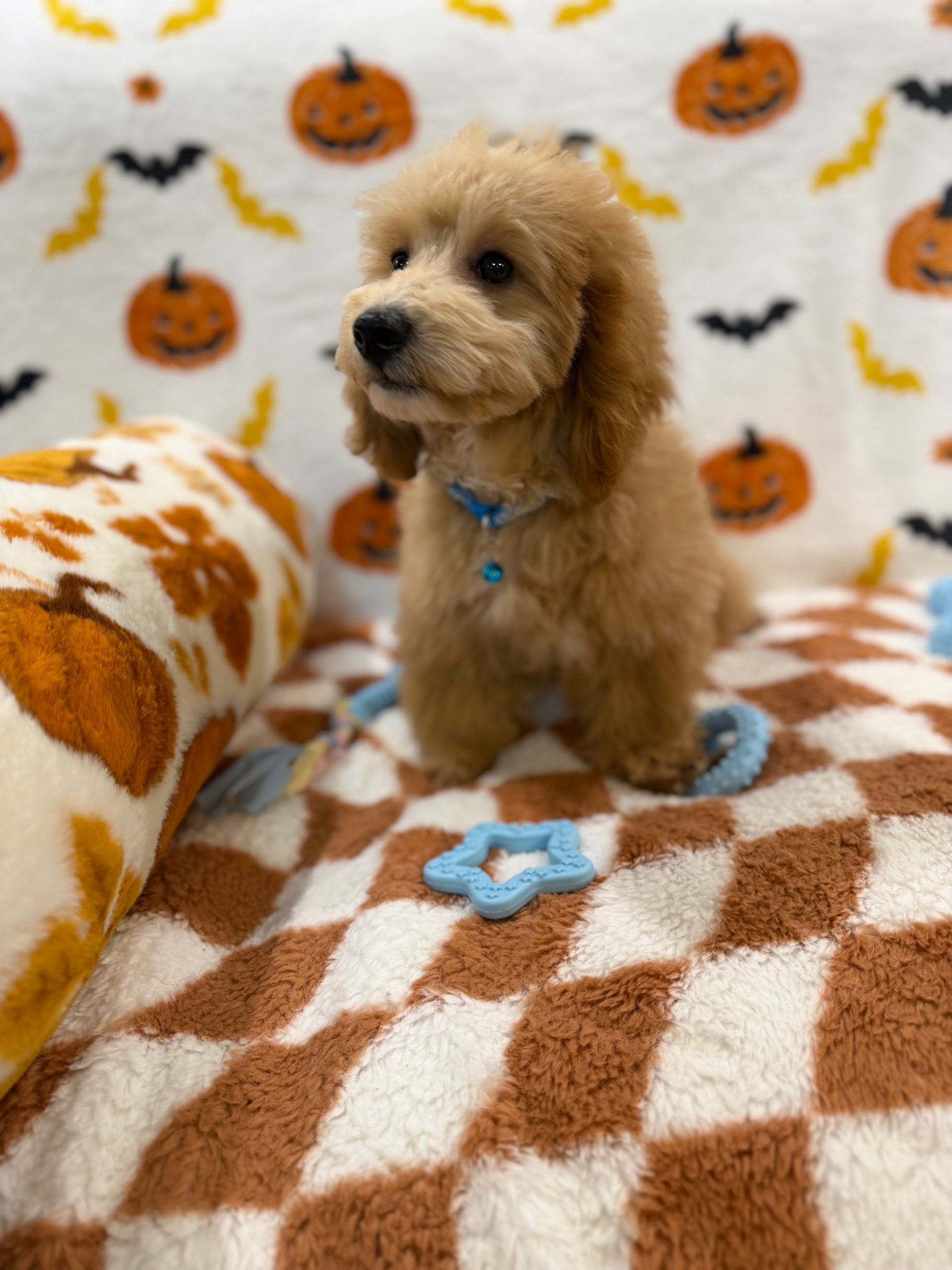 TITO (Bichon Poodle)
