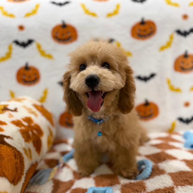 TITO (Bichon Poodle)