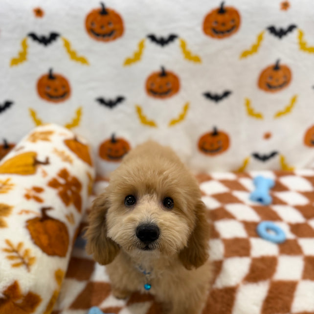 TITO (Bichon Poodle)